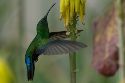 Close-up of bird flying