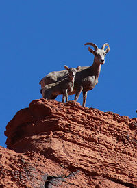 Low angle view of horse on rock against clear blue sky