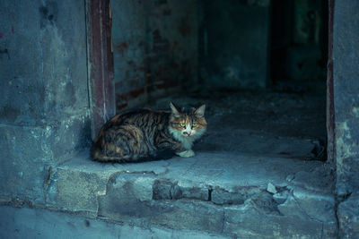 Cat sitting at doorway