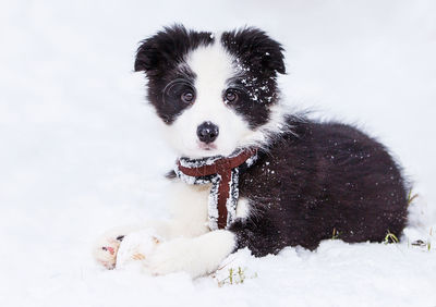 Close-up of dog during winter