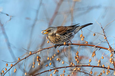 Bird perching on a tree