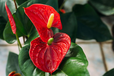 Gardening, planting and flora concept - close up of plant red anthurium in pots at greenhouse