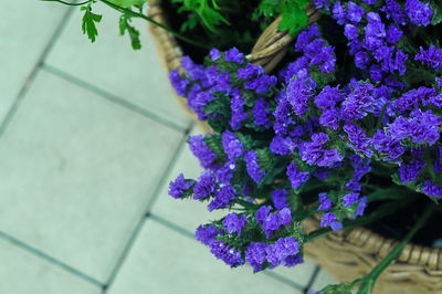 Close-up of purple flowers