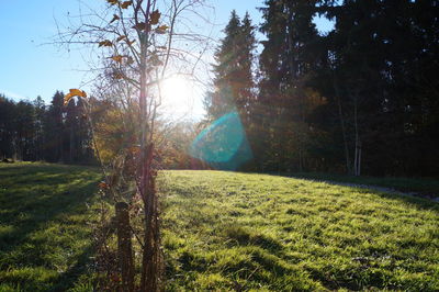 Scenic view of grassy field against sky