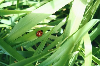 Close-up of ladybug on leaf