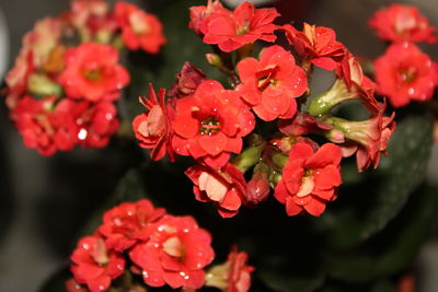 Close-up of red flowering plants