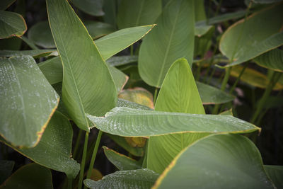 Close-up of wet plant leaves