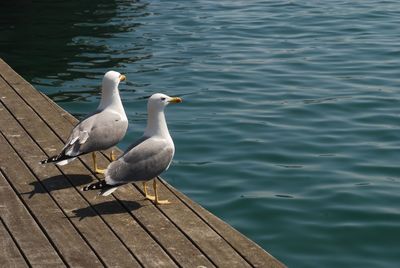 High angle view of seagulls perching on pier