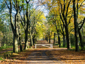 Trees in forest during autumn