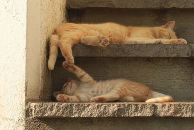 Cat sleeping on wall