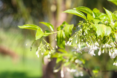 Wrightia religiosa benth or mok flowers background with sunlight and blurred.