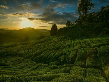 Scenic view of agricultural field against sky during sunset