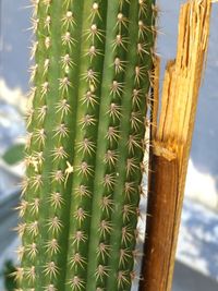 Close-up of cactus