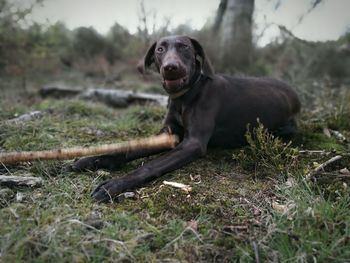 Dog standing on grassy field