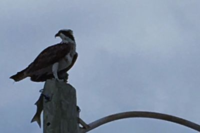 Low angle view of bird perching on wall