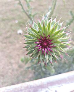 Close-up of succulent plant on field