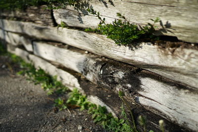 Close-up of tree trunk