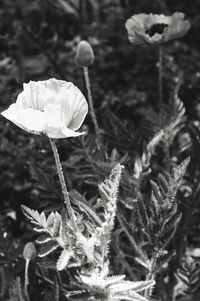 Close-up of flower blooming outdoors