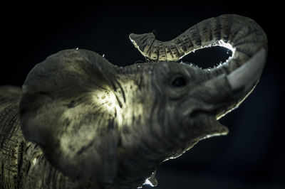 Close-up of horse