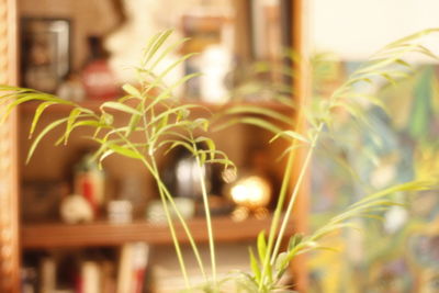 Close-up of flowers against blurred background