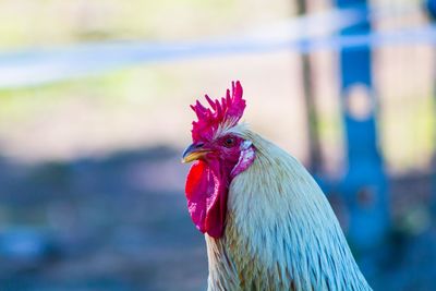 Close-up of rooster