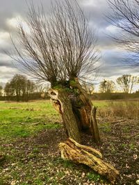 Bare tree on field against sky