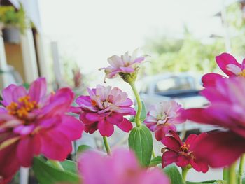 Close-up of pink flowers blooming against sky