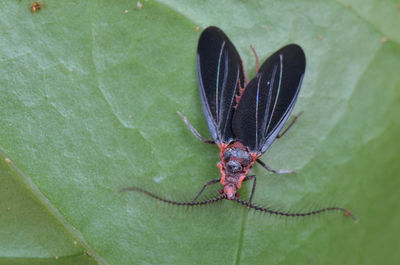 Close-up of insect on leaf