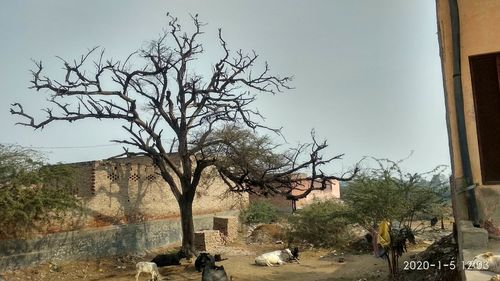 Bare tree by building against sky