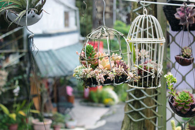 Close-up of potted plant