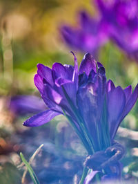 Close-up of purple crocus flower on field