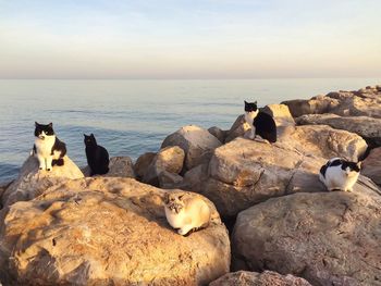 Cats on rocks against sea