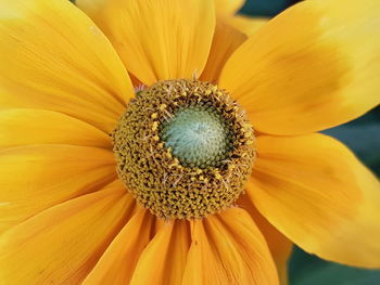 Close-up of sunflower blooming outdoors