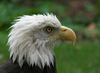 Close-up of eagle