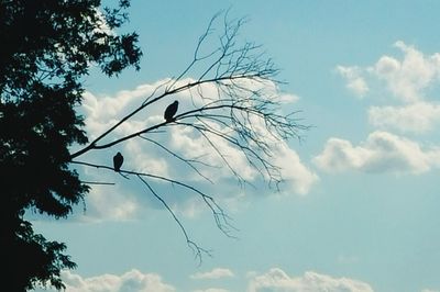 Low angle view of bare trees against blue sky