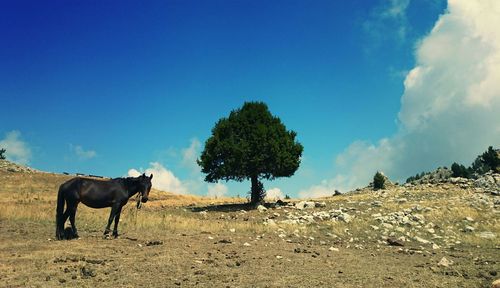 Horse on field against clear sky