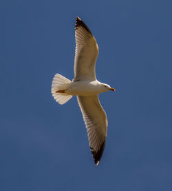 Low angle view of seagull flying