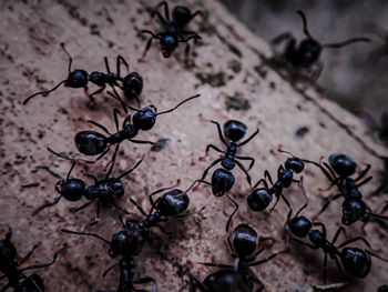 Close-up of ant on table