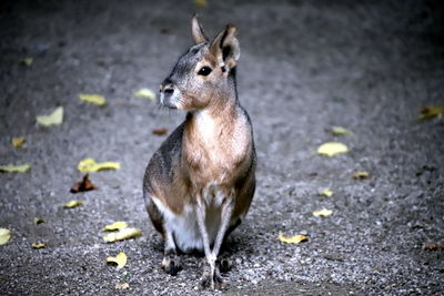 High angle view of rabbit on land