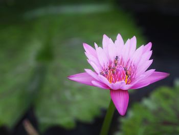 Close-up of insect on pink flower