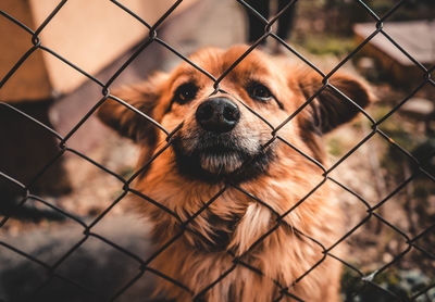 Close-up of a dog seen through chainlink fence