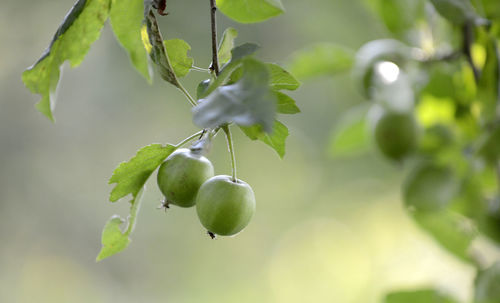 Close-up of berries growing on tree