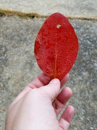 Close-up of hand holding red leaf