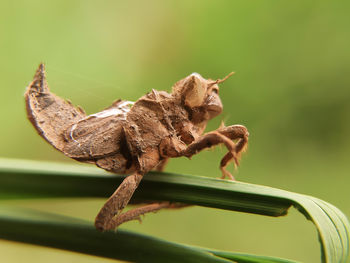 Close-up of insect on leaves