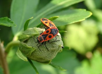 Close-up of ladybug on leaf