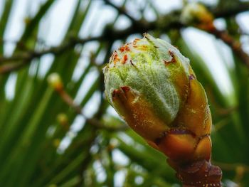 Close-up of fruit on tree
