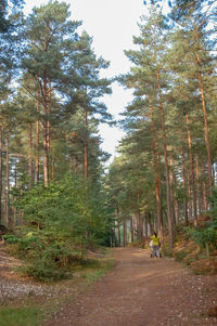 View of scenery and trees in forest