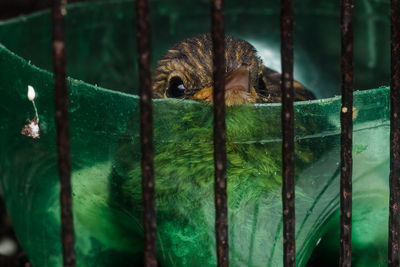 Close-up of lizard in cage