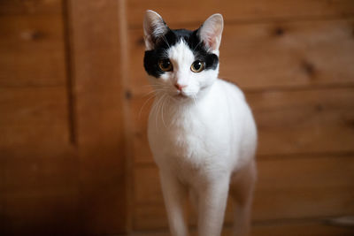 Portrait of cat standing at home