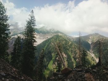 Panoramic view of pine trees and mountains against sky